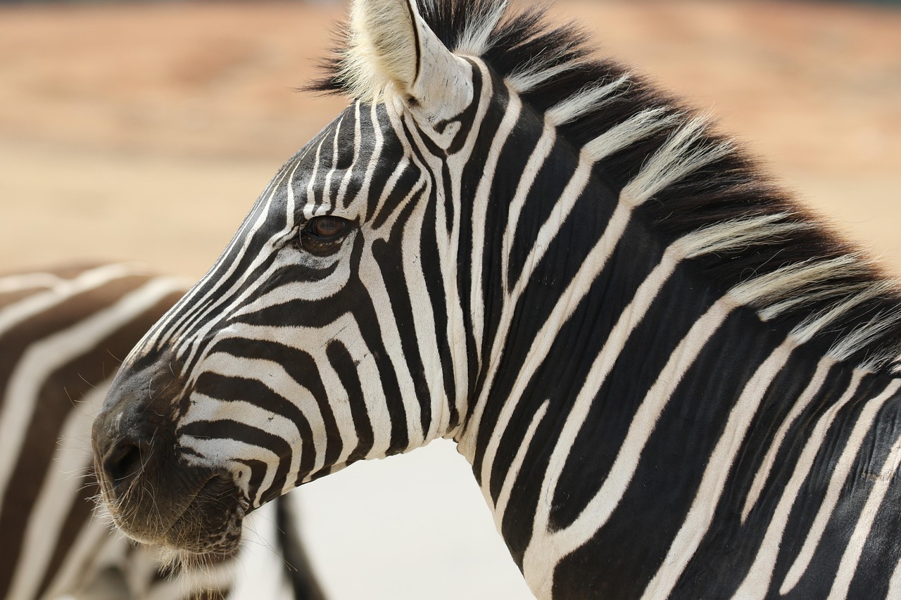 découvrez la beauté et la diversité de la vie sauvage à travers des articles, des photos et des conseils pour observer et protéger la faune dans son habitat naturel.