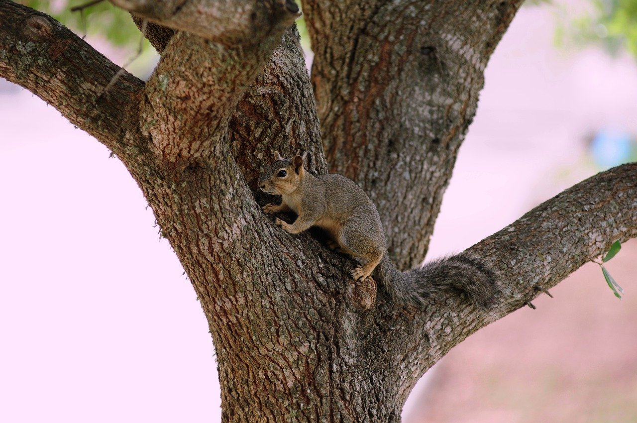 découvrez la faune sauvage à travers des articles captivants, des images étonnantes et des conseils pour observer les animaux dans leur habitat naturel. plongez au cœur de la nature et apprenez-en plus sur la biodiversité mondiale.