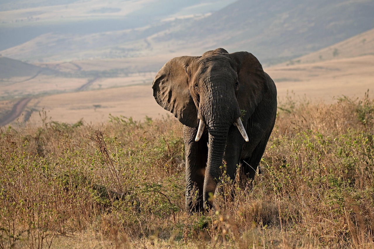 découvrez les tarifs des safaris en afrique pour 2025 et planifiez votre aventure inoubliable à des prix compétitifs.