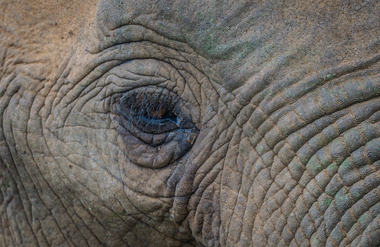 découvrez les prix des safaris en afrique pour 2025 et planifiez votre aventure inoubliable au cœur de la nature sauvage africaine.