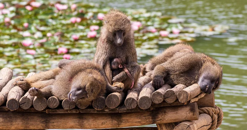 Primates et oiseaux : la diversité impressionnante de Beauval