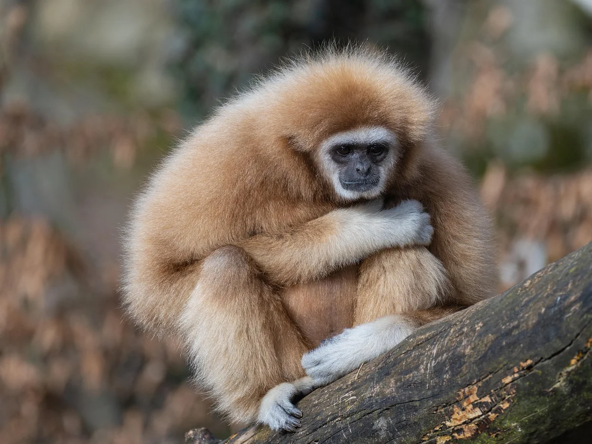 gibbon