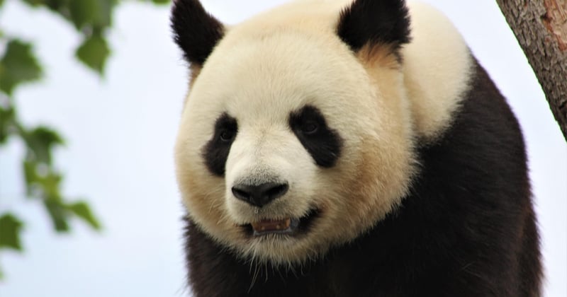 Découvrez la liste complète des animaux du zoo de Beauval