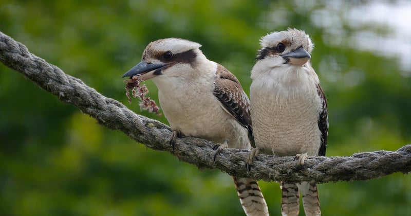 Zoo de la Barben : tarifs 2026, billets pas chers et bons plans