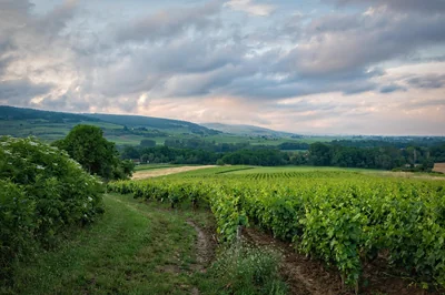 vignoble